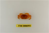 藏品(衰弱幽靈蟹)的圖片